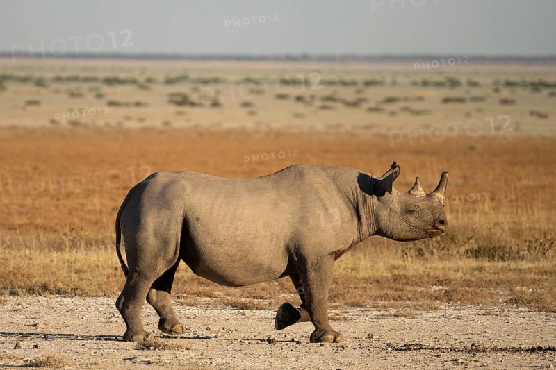 A black rhinoceros (Diceros bicornis) strides across the savannah, Etosha National Park, Namibia