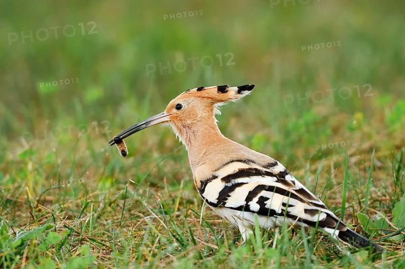 Hoopoe (Upupa epops) sitting with prey in its beak in a meadow, Algarve, Portugal