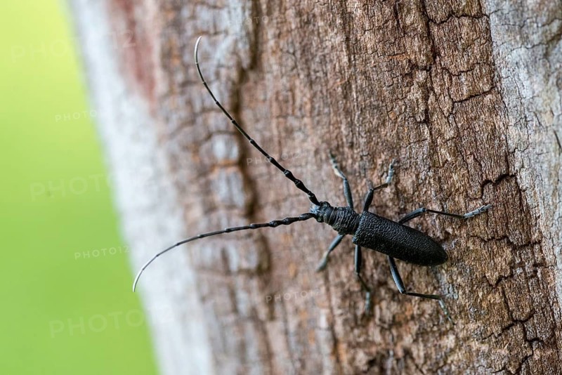 Beechbuck, beech spike, cerambycidae, cerambyx scopolii, small oakbuck, wrinkled buck, scopolis longhorn beetle, beetle, capricorn beetle, coleoptera, insects, beetles