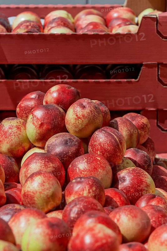 Stacked nectarines in red boxes in sunlight, Provence, France
