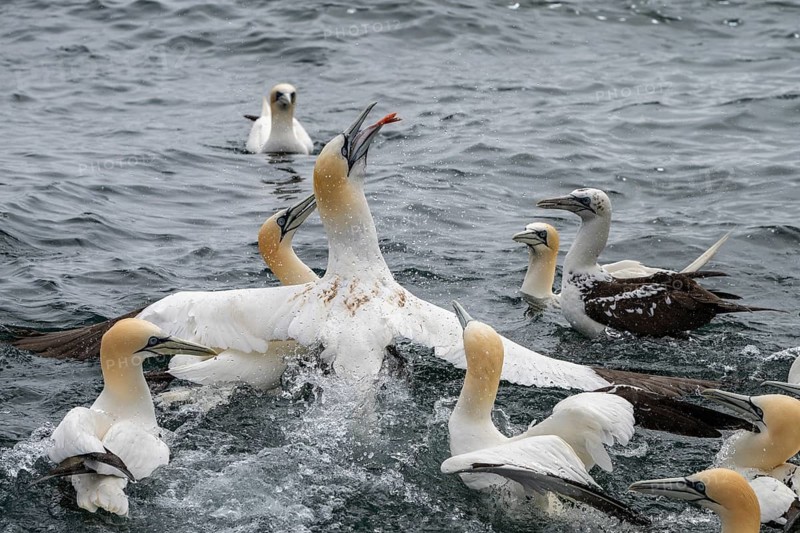Northern gannets (Morus bassanus) are fighting over a fish they have caught at sea off the island of Noss, Shetland Islands, Scotland, United Kingdom