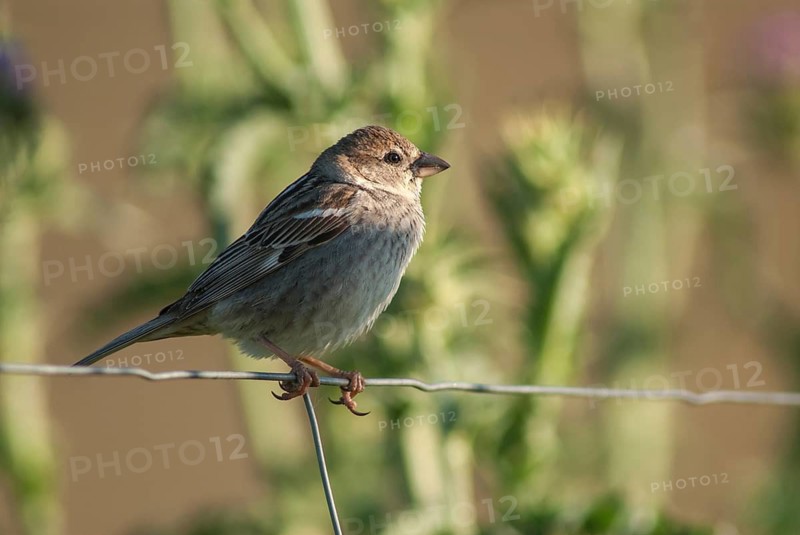 Passer hispaniolensis, Spanish sparrow, willow sparrow, birds, extremadura, female, passeri, songbirds, Spain, sparrows, birds, female