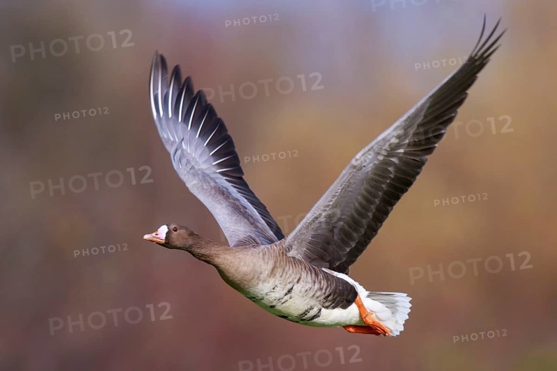 Greater White-fronted Goose (Anser albifrons) flying, North Rhine-Westphalia, Germany