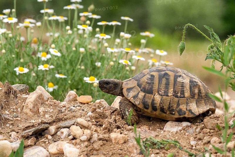 Greek tortoise, Herman's tortoise, testudo hermanni, Bulgaria, critters, reptilia, reptiles, tortoises, tortoises, turtles