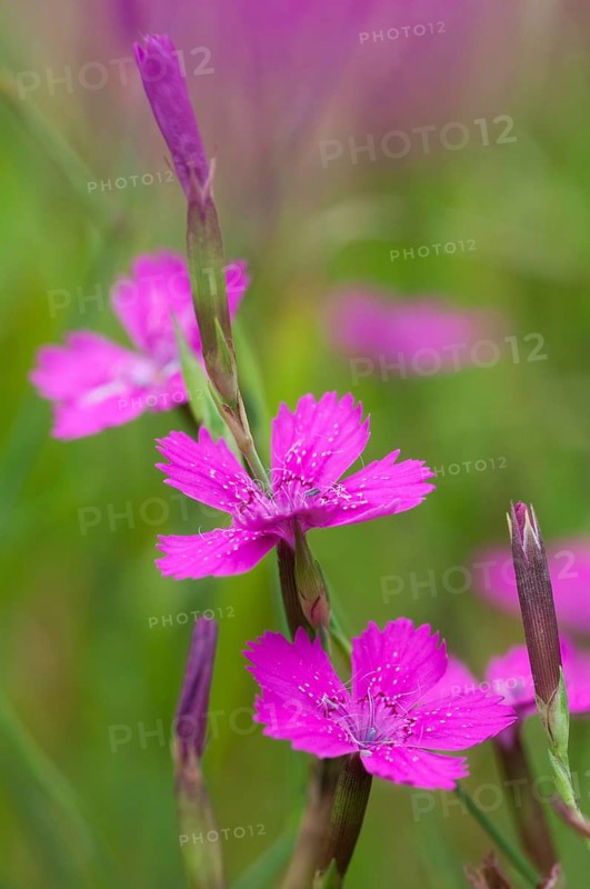 Caryophyllaceae, Dianthus deltoides, heather clove, flora, high size, portrait, maiden pink, plants