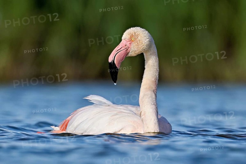 A greater flamingo (Phoenicopterus roseus) swimming in a pond, Camargue Regional Nature Park, southern France