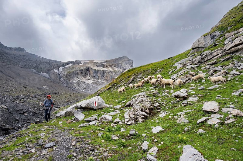 Hikers in Berglandschft on Chilchflüh Pass, flock of sheep on a mountain meadow, Bernese Alps, Bernese Oberland, Switzerland