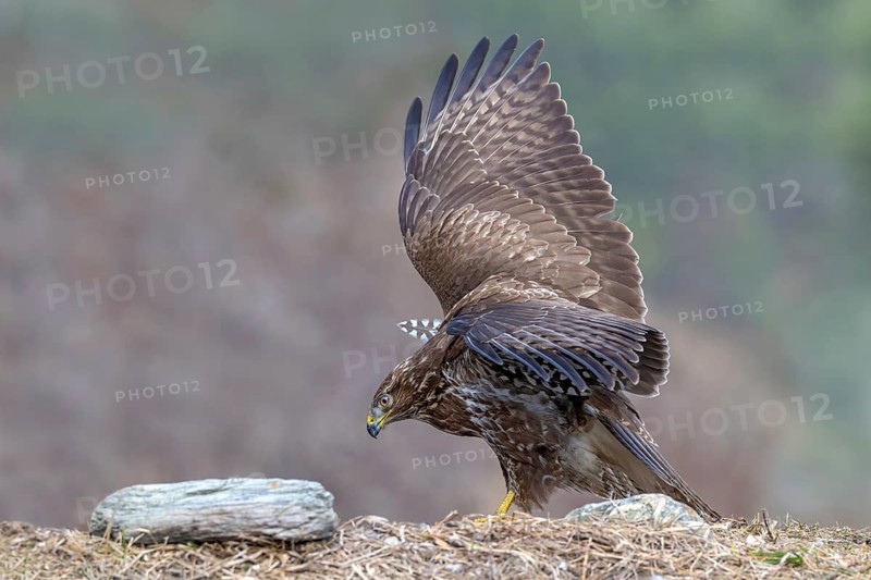 A common buzzard (Buteo buteo) perched on the ground, Terfens, Tyrol, Austria