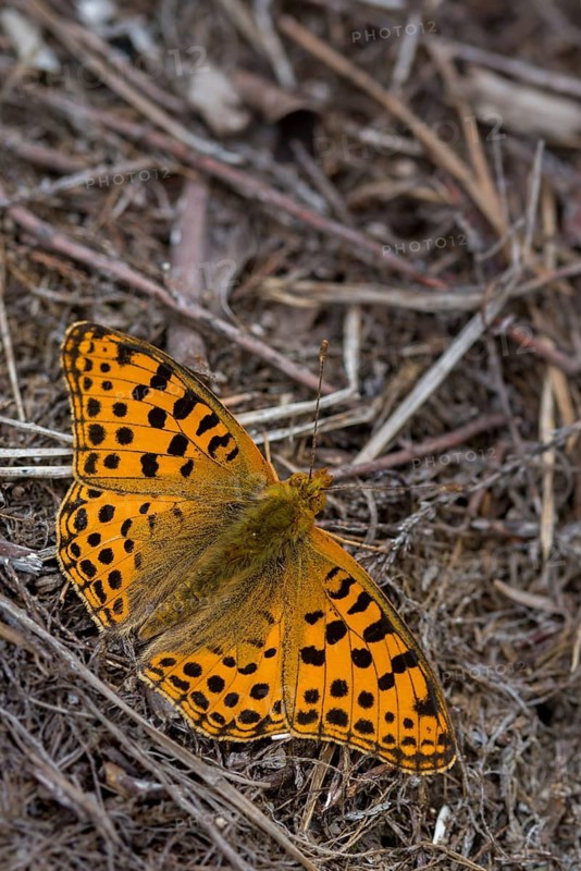 Argynnis Lathonia, Issoria Lathonia, little mother-of-pearl butterfly, queen of Spain fritillary, butterfly, butterfly, butterfly, butterfly, butterfly