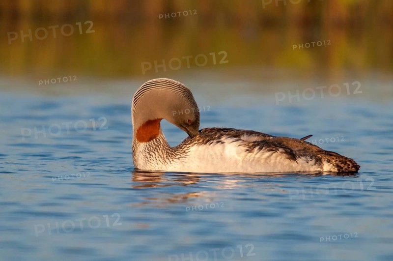 Finland, Gavia Stellata, Red-Throated Diver, Star Diver, Birds, Diver, Gaviidae, Plumage, Grebe, Preening, Loons, Divers, Birds, Waterbirds