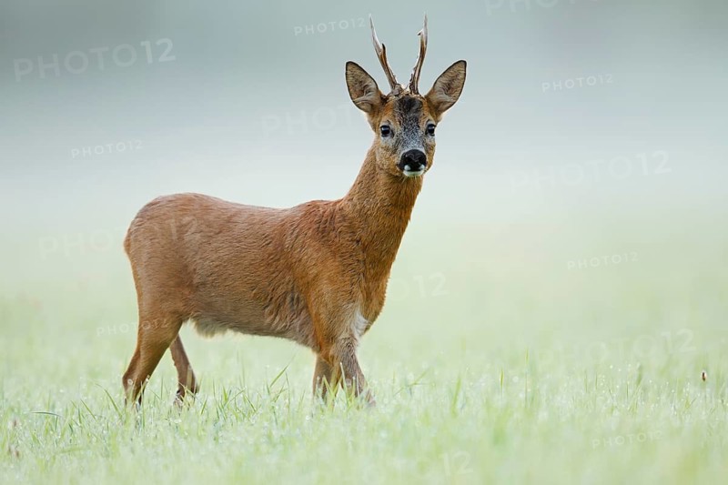 European roe deer (Capreolus capreolus), a roebuck standing in the morning mist in a meadow, North Rhine-Westphalia, Germany