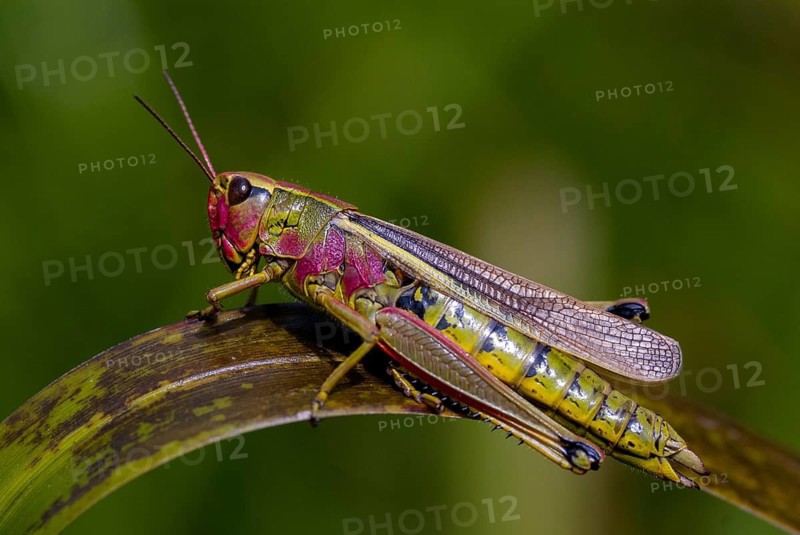 Acrididae, caelifera, field locustines, locustinae, mecostethus grossus, stethophyma grossum, marshhopper, grasshopper, grasshopper, grasshoppers, insects, large marsh grasshopper, leo
