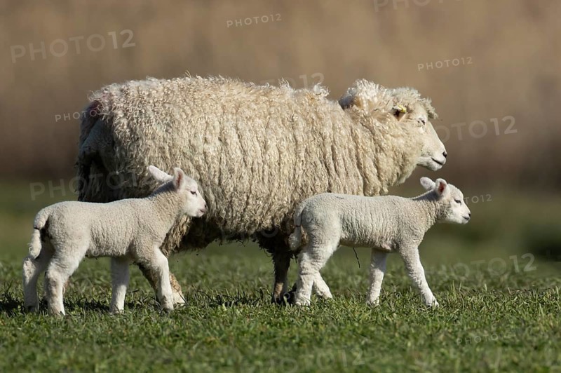 Domestic sheep (Ovis aries) adult female mother ewe and two juvenile baby lambs farm animals in a grass field in spring, England, United Kingdom