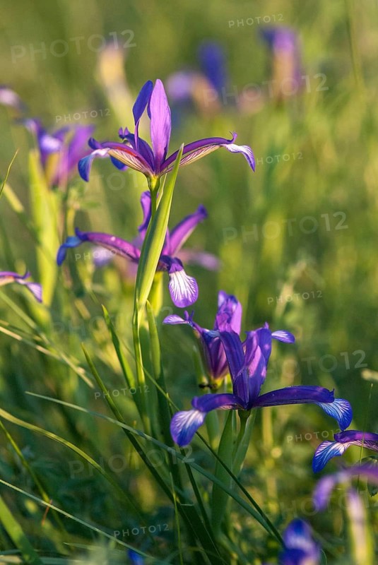 Grass iris, grass-leafed iris, iridaceae, iris graminea, plum iris, plum scented iris, iris family, Bulgaria, flora, grass leaved iris, grass leaved flag, high size, portrait format, plants, plum iris, plum iris, plum tart iris