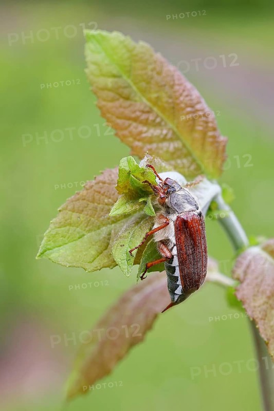 Cockchafer, forest cockchafer (Melolontha hippocastani), male, on a leaf, close-up, Wilnsdorf, North Rhine-Westphalia, Germany