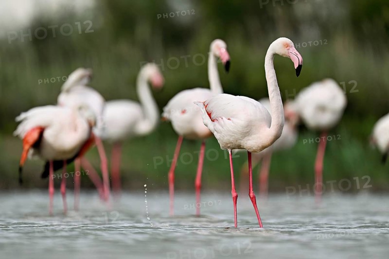 A group of greater flamingos (Phoenicopterus roseus), standing in the water, Camargue Regional Nature Park, southern France