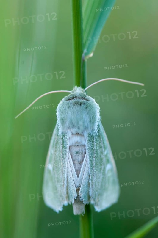 Burren Green, Calamia Tridens, Green Owl, Dry Grass Green Owl, Butterfly, High Size, Portrait, Insects, Moths, Moths, Butterfly