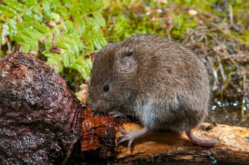 Earth mouse, field vole, microtus agrestis, rodents, rodentia, short-tailed vole, mammals, mouse, muroids, rodents, mammals, vole