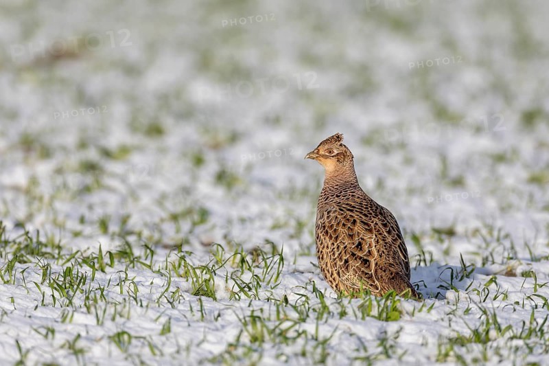 A female pheasant (Phasianus colchicus) searches for food in the fresh snow in a field, snow, winter, cold, January, Germany