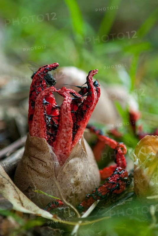 Anthurus archeri, clathrus, clathrus archeri, gridlings, phallales, stinkmorel-like, squid mushroom, devil's fingers, fungi, fungus, high size, vertical format, octopus stinkhorn, mushrooms
