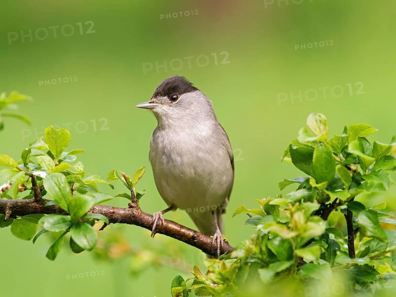 Blackcap (Sylvia atricapilla), male sitting on a blackthorn branch (Prunus spinosa), Solms, Hesse, Germany