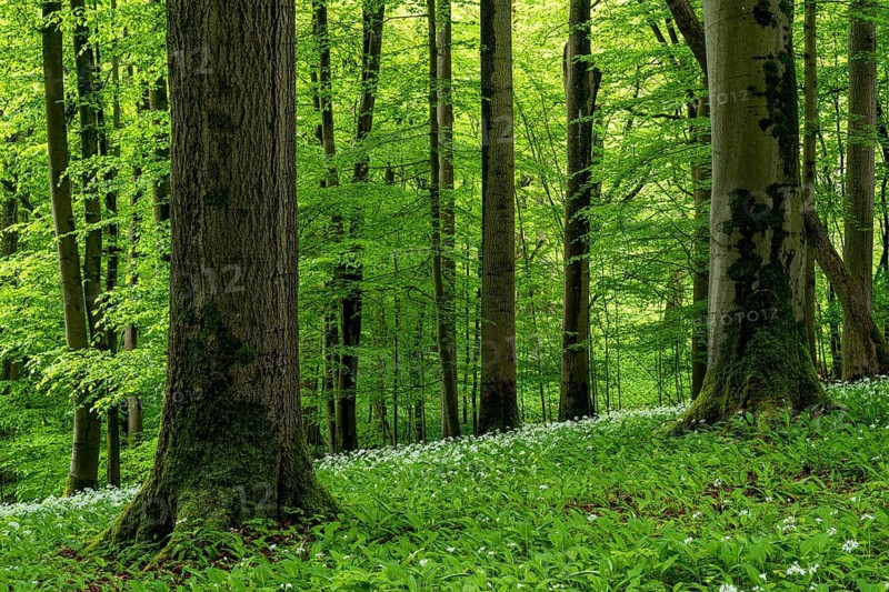A springtime forest with moss-covered trunks of old European beech trees (Fagus sylvatica) bearing green foliage, surrounded by white-flowering wild garlic (Allium ursinum), Hainich National Park, Thuringia, Germany