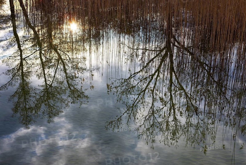 Trees reflected in water with reeds, body of water, Mondsee, Salzkammergut, Austria