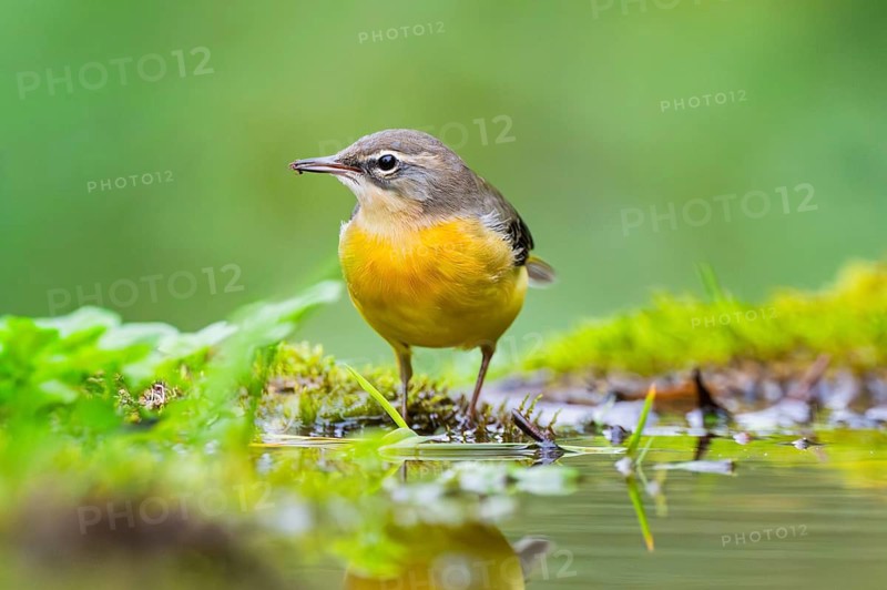 Grey Wagtail (Motacilla cinerea) hunting at a little lake in a swamp, wildlife, Germany