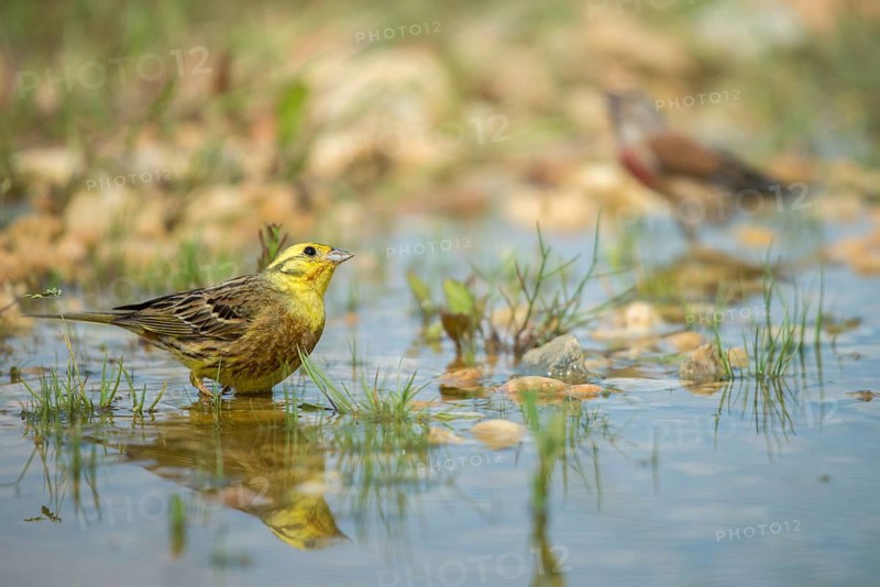 Emberiza Citrinella, Yellowhammer, Yellowhammer, Bath, Bird Bath, Birds, Mirror, Passeri, Songbirds, Reflection, Potion, Birdbath, Birds, Watering Place