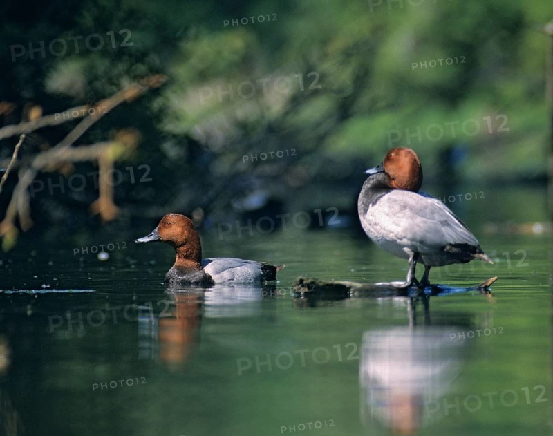 Aythya Ferina, Pochard, Table Duck, Anatidae, Birds, Ducks, Ducks, Ducks, Leo, Male, Birds, Waterbirds