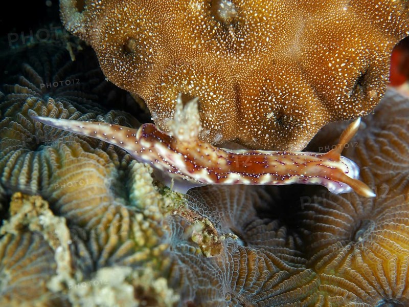 Brown-and-white nudibranch, Krakatoa star nudibranch (Hypselodoris krakatoa), on a coral reef, surrounded by textured corals, Twin Reef dive site, Penyapangan, Bali, Indonesia