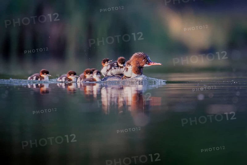 Goosander (Mergus merganser), mother with chick on her back, Zurich, Switzerland