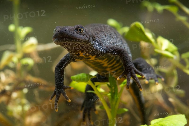 Great crested newt, crested newt, northern crested newt, Triturus cristatus, amphibians, amphibians, female amphibians, newt, newt, northern crested newt, warty newt, female