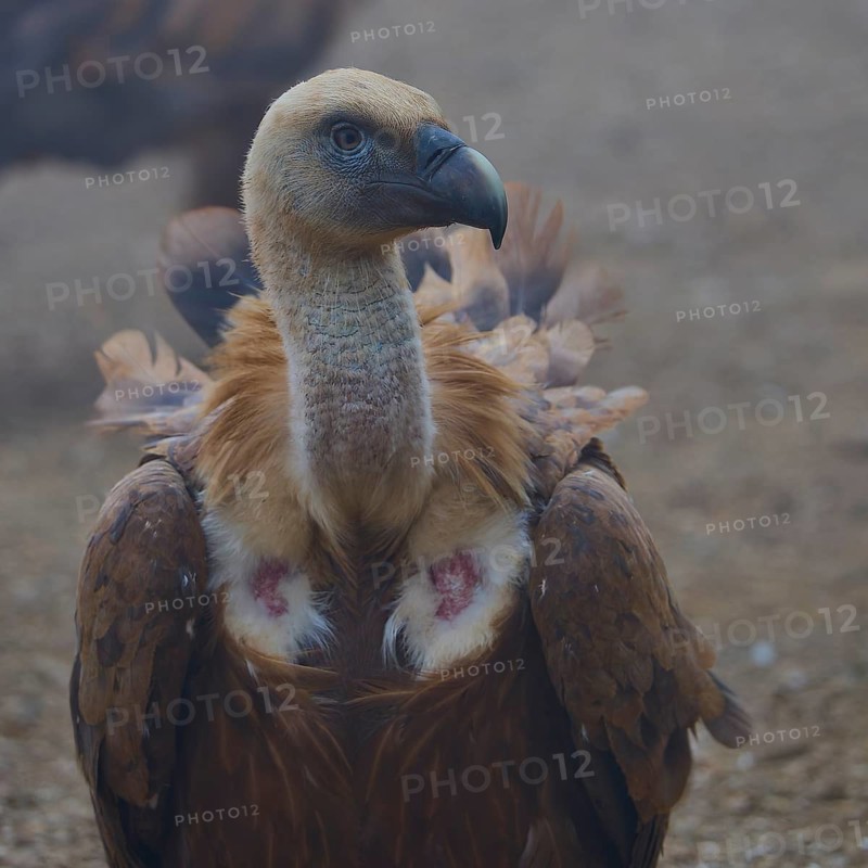 Close-up of a vulture with distinctive head and plumage, griffon vulture (Gyps fulvus), vulture, Vulture Hide, vulture observation post, Mount Koules, Fratri, Agios Vasilios, Rethymno Province, Crete, Greek Islands, Greece
