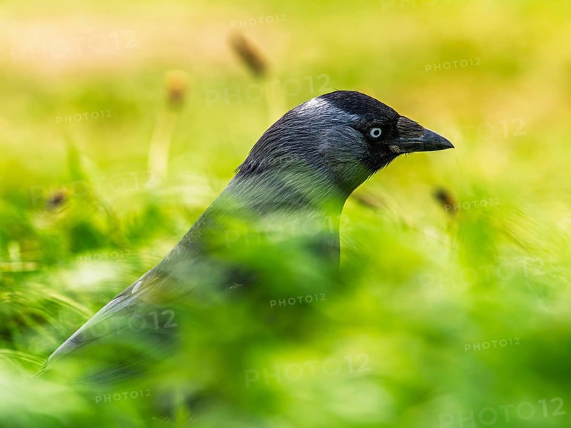 Western Jackdaw, Corvus monedula, Bempton Cliffs, Yorkshire, England, United Kingdom