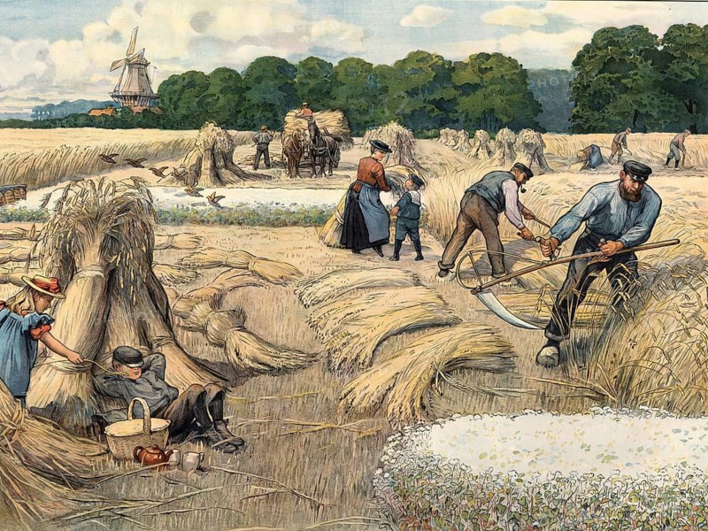 The traditional grain harvest in front of the introduction of modern harvesters. In the foreground, farmers use scythes to mow the grain by hand. The stalks are then bundled and set up in so-called grain squats so that they can dry in the field, 1880, Holland, school picture, illustration, reproduction from a model from the 19th century. School picture, mural, authentic, file restored for optimal use, exact date of original unknown, historical