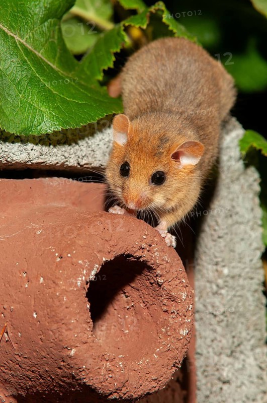 Hazel vole, Hazel dormouse, Muscardinus avellanarius, rodents, rodentia, bilche, dormice, dormouse, high size, portrait format, mammals, nesting aid, nesting box, rodents, sleepers, mammals