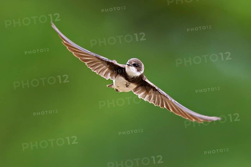 Sand martin (Riparia riparia), in flight, Reussegg nature reserve, Canton Aargau, Switzerland