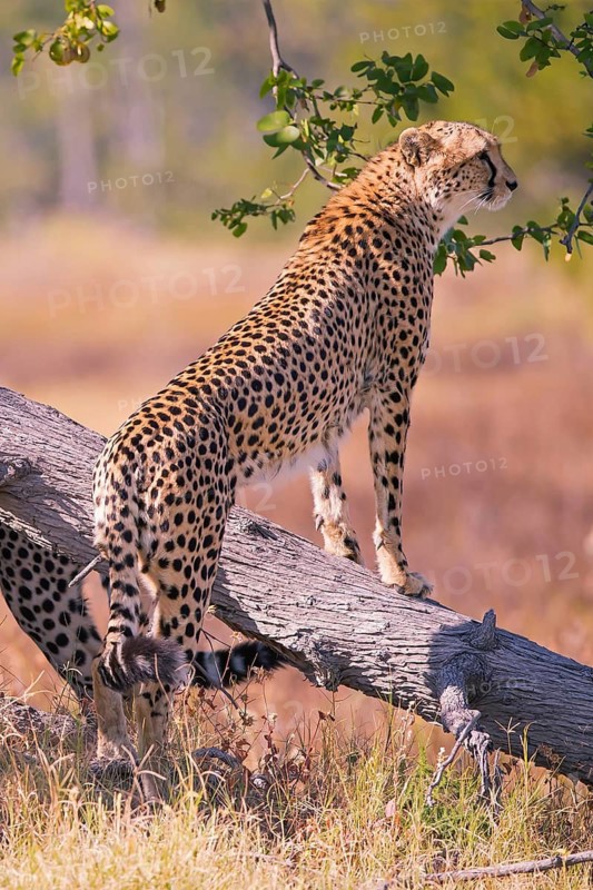 Africa, Botswana, cheetah, Acinonyx jubatus, Botswana, Botswana