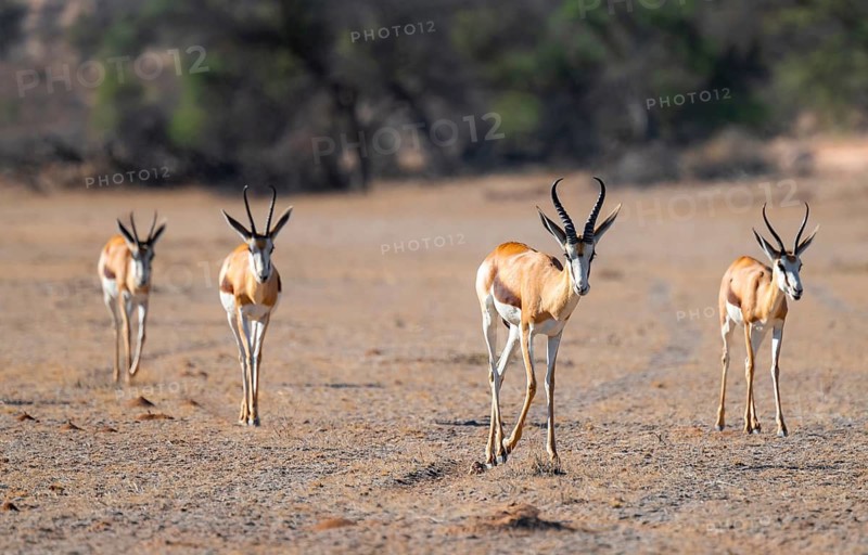 Springbok (Antidorcas marsupialis), herd in the dry Auob riverbed, Kalahari Desert, Kgalagadi Transfrontier Park, South Africa
