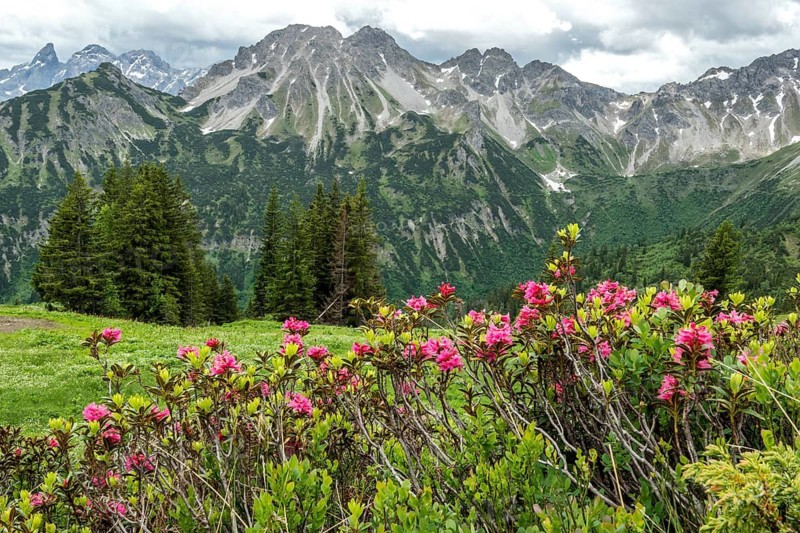 Rusty-leaved alpenrose (Rhododendron ferrugineum) on the Fellhorn, with the mountains of the Allgäu Alps in the background, Oberstdorf, Oberallgäu, Allgäu, Bavaria, Germany