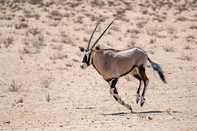 Running gemsbok or oryx (Oryx gazella), Kalahari Desert, Kgalagadi Transfrontier Park, South Africa
