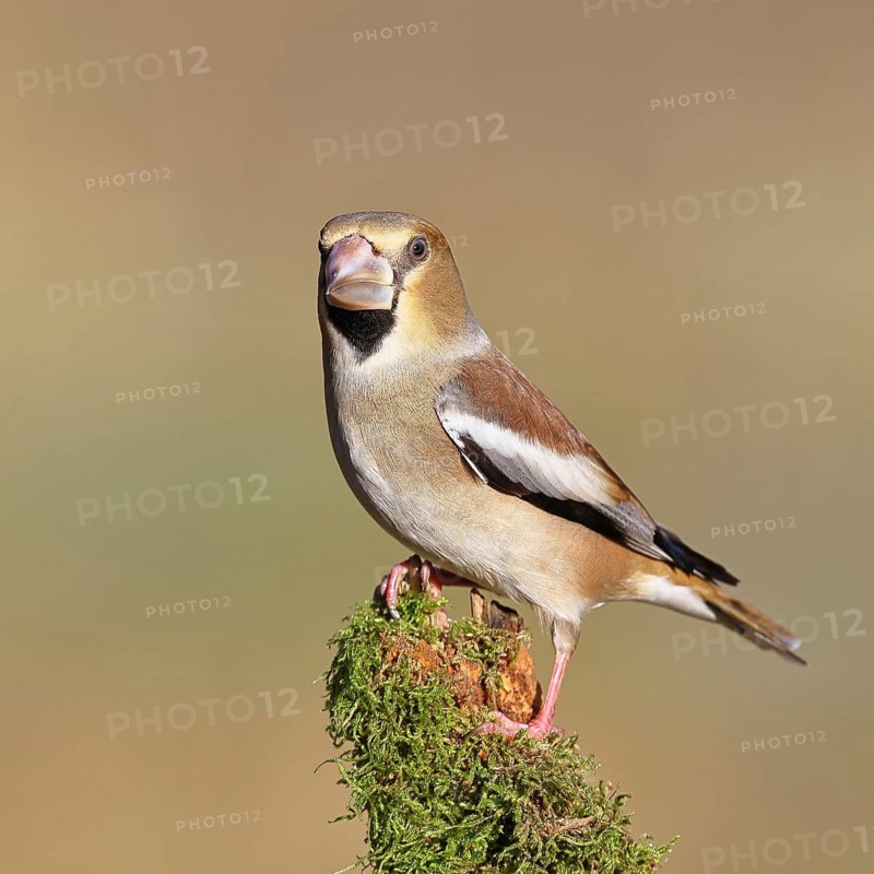 Hawfinch (Coccothraustes coccothraustes), female, perched on a moss-covered branch, Wilnsdorf, North Rhine-Westphalia, Germany