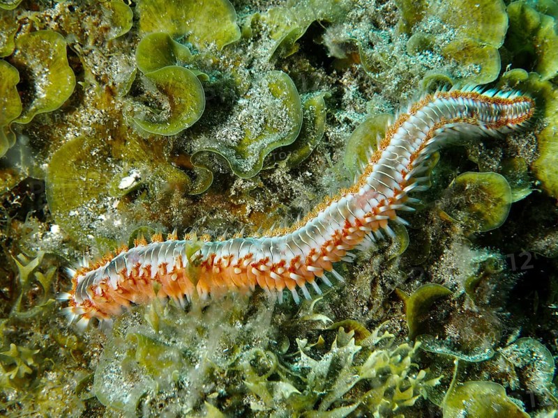 Colourful bristle worm, fire bristle worm (Hermodice carunculata), moving through seaweed on the seabed, dive site at the El Cabron Marine Reserve, Arinaga, Gran Canaria, Spain, Europe, Atlantic Ocean