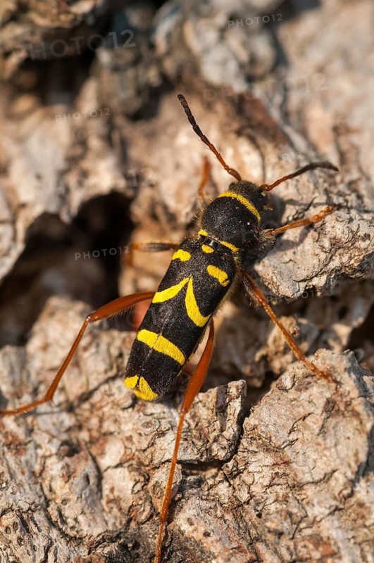 Clytus Arietis, common ram ram, ram ram, beetle, longhorn, coleoptera, high size, portrait format, insects, beetles, wasp beetle