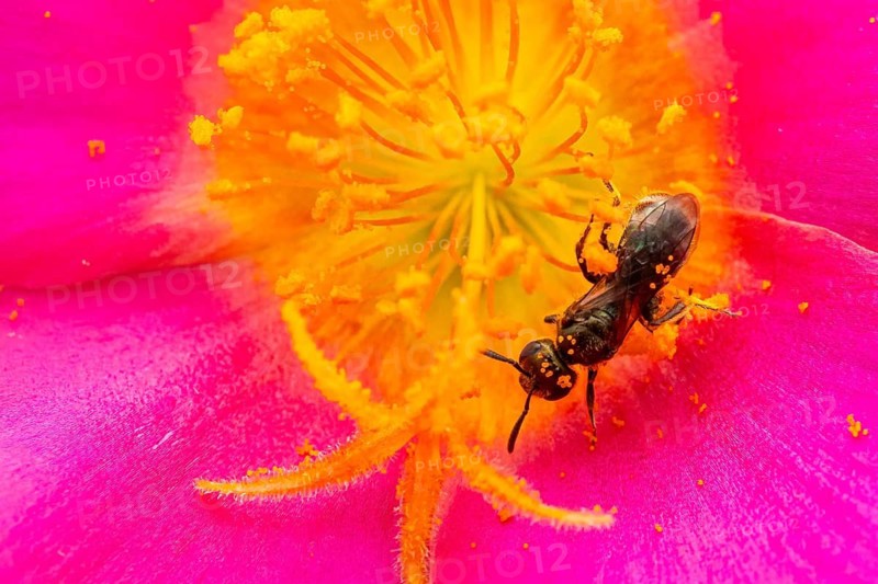 Macro photograph, slender bee (Lasioglossum), solitary bee on a pink flower covered in pollen, Bavaria, Germany