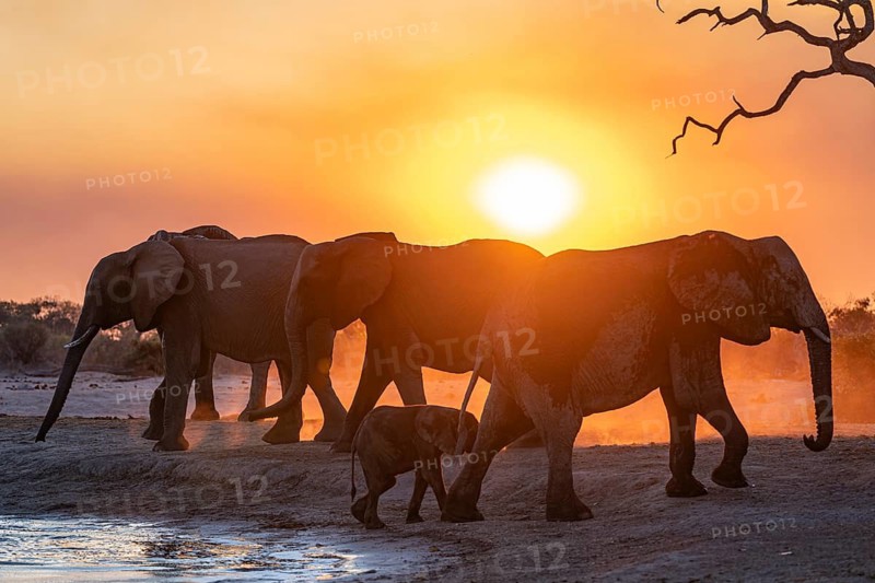 Herd of elephants, African elephant (Loxodonta africana) with young at the waterhole, sunset, Savuti, Chobe National Park, Botswana