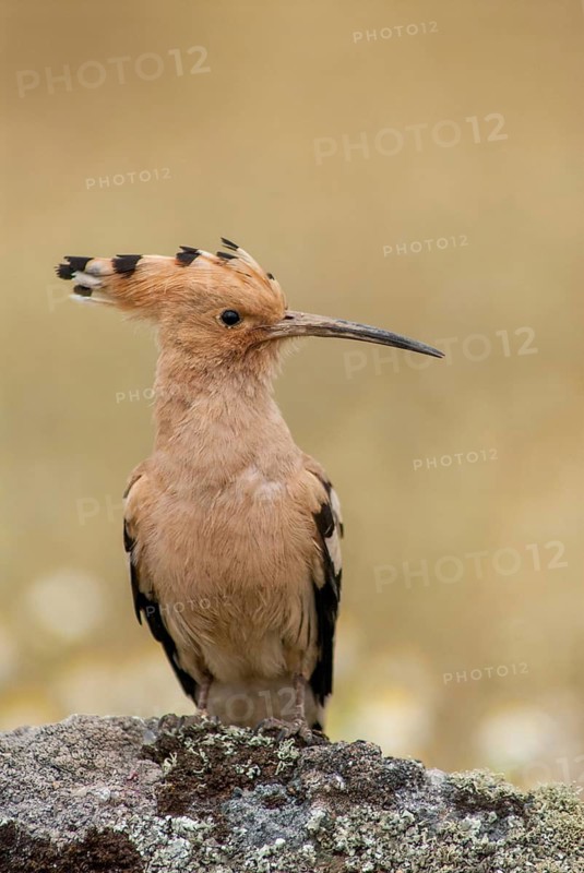 Hoopoe, Upupa Epops, Hoopoe, Birds, Extremadura, High Size, Portrait, Spain, Upupidae, Birds
