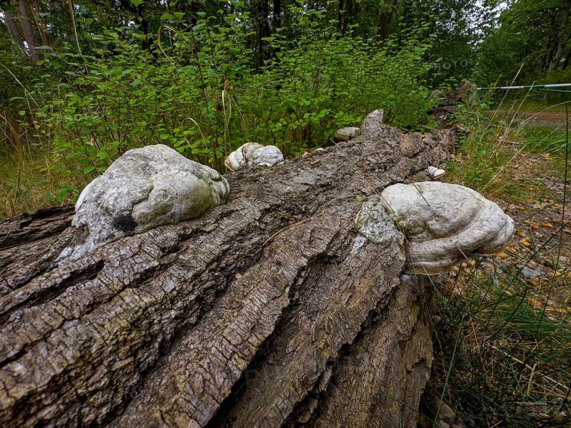 Tinder fungus, Common tinder fungus, Hadersau, Hadernsau (Fomes fomentarius)