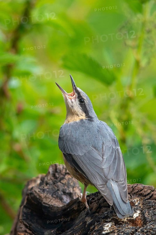 Nuthatch, Sitta Europaea, Birds, Growing, High Size, Portrait, Young Animal, Juvenile, Passeri, Songbirds, Birds